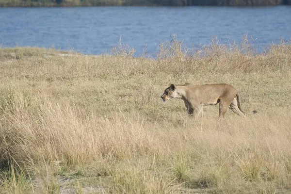 Vahşi hayvanlar, seçici odaklanma