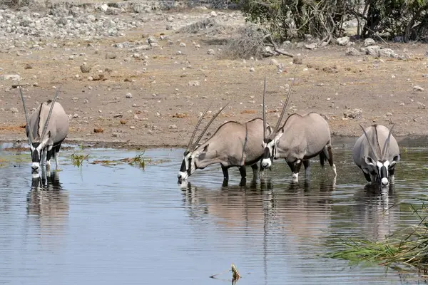 Afrika zebrası su birikintisinde su içiyor.