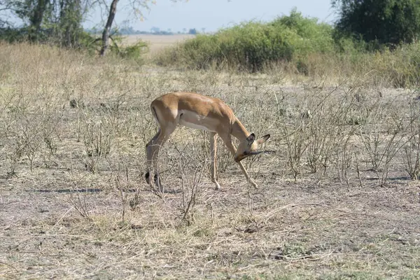 deer in the savannah