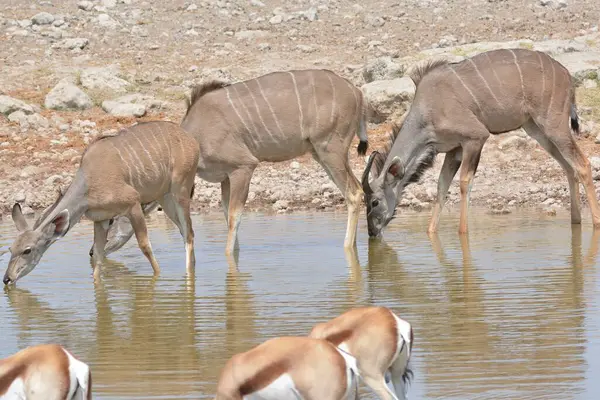 Su birikintisinde su içen vahşi bir geyik sürüsü.