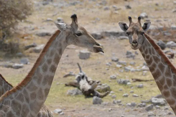 Hayvanat bahçesindeki zürafa