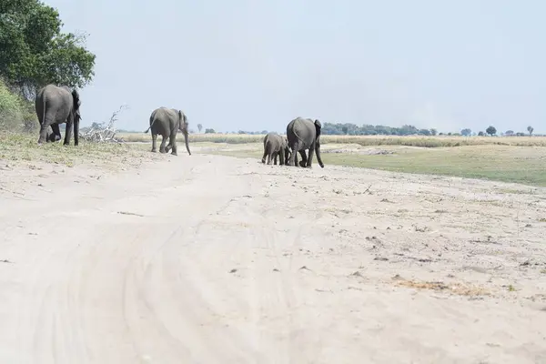 Ulusal parktaki fil ailesi.