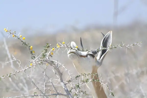 Bir tarlada güzel beyaz bir çiçeğin yakın çekimi.