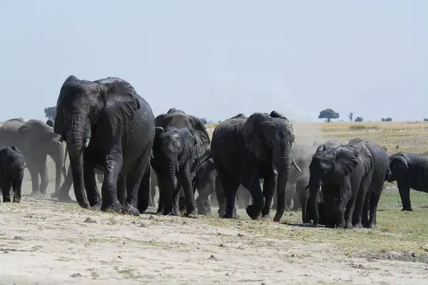 Büyük bir grup fil yerde yürüyor.