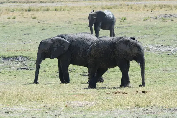 Kenya 'daki Amboseli Ulusal Parkı' nda filler
