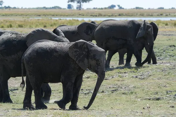 Savanadaki büyük bir fil grubu.