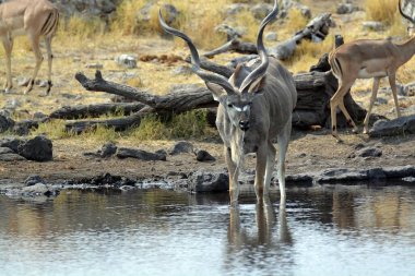 Ormanda bir geyiğin yakın çekimi.