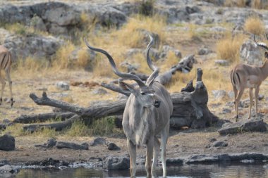 Bir grup Afrikalı zebra bozkırda.