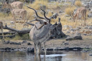Genç bir erkek ve dişi aslanın savanadaki yakın çekimi.