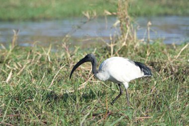 Otların arasında bir kuş