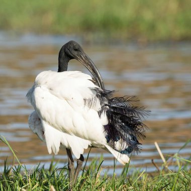 Sudaki beyaz balıkçıl