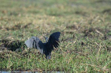 Doğal yaşam alanı Botswana 'da büyük gri balıkçıl (lodea herodias)