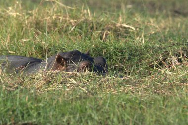 Kenya savanındaki Afrika fili
