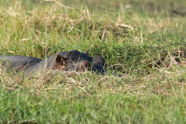 Çimenlerdeki şirin bir su aygırının yakın çekimi.