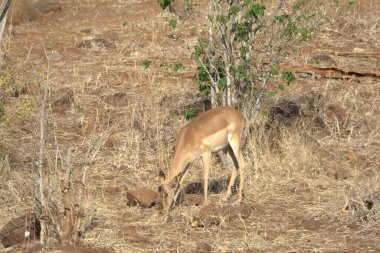 Ormanda genç bir geyik
