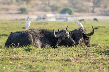 Kenya savanasında büyük beyaz bir bufalo.