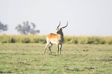 İmpala Güney Afrika 'daki Kruger Ulusal Parkı' nda