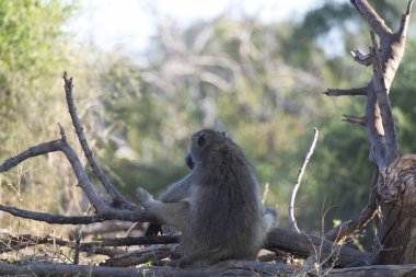 Ağaçta oturan tüylü bir maymunun yakın plan fotoğrafı.