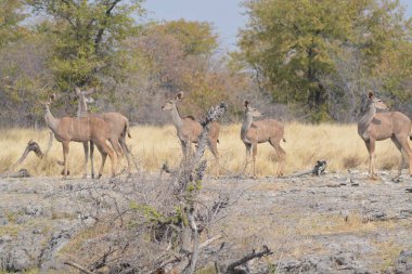 Ormanda bir grup geyik
