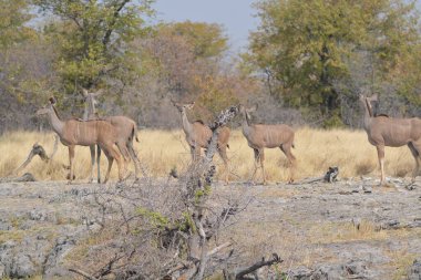 Etoşa Ulusal Parkı, Namibya 'da Afrika antilop sürüsü