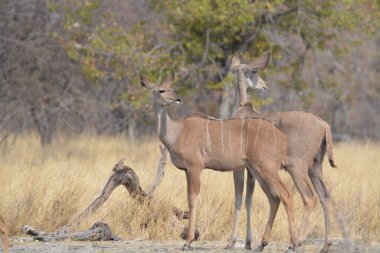 Genç dişi antiloplar erkek dişisiyle