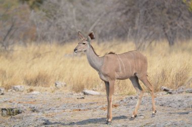 Kenya bozkırında bir dişi geyik
