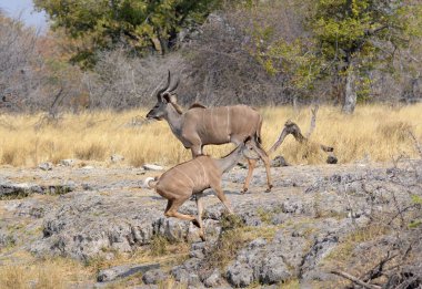 Ormanda bir grup vahşi geyik