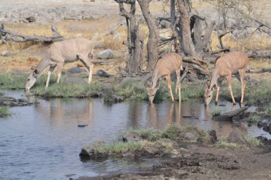 Afrika bozkırında vahşi bir kadu.