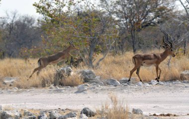 Erkek ve erkek Afrika su kuşu (ceraaceros) Etoşa Ulusal Parkı 'nda. namibya