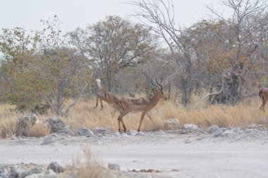 Kuru çimenlerde yürüyen erkek ve dişi ceylanın güzel bir görüntüsü.