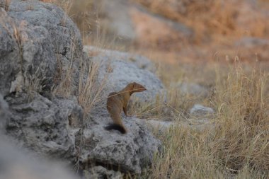 Vahşi doğadaki kızıl tilki