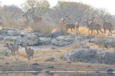 Afrika çalı fili, panthera parafricana, Güney Afrika 'daki Kruger Ulusal Parkı' nda içme suyu.