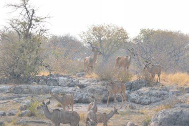 Çölde bir grup geyik.