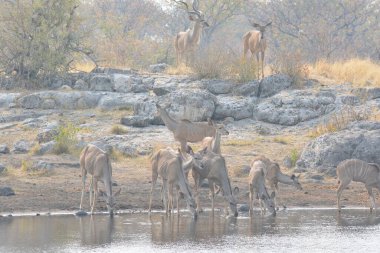 Afrika filleri sürüsü su birikintisinde.
