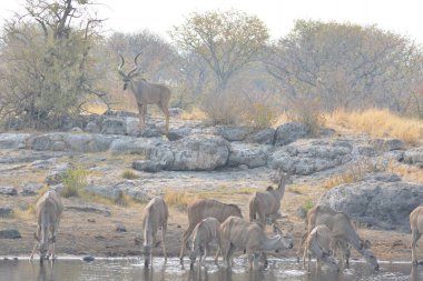 Suda bir keçi sürüsü