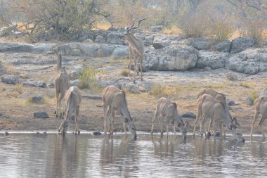 Suyun içindeki Afrika suları sürüsü