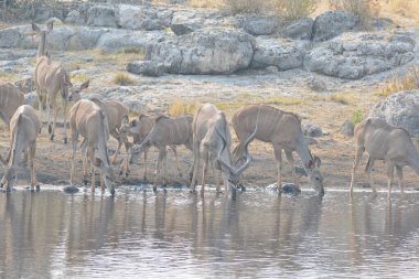 Sudaki vahşi hayvanlar