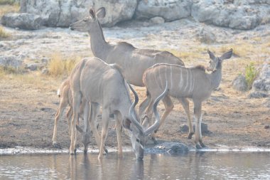 Afrika savanasındaki Afrika 'nın vahşi su birikintisi. Afrikalı hayvanlar su birikintisinde.