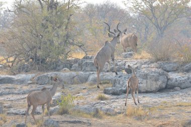 Su birikintisi, Kruger Ulusal Parkı