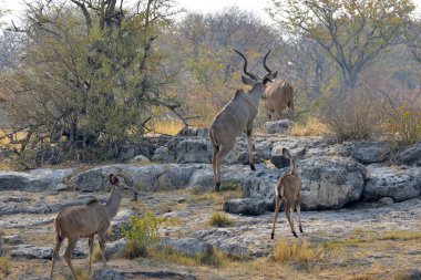 Ormanda bir çift genç geyik
