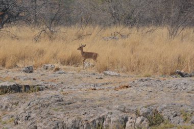 Ormanda güzel bir geyik.