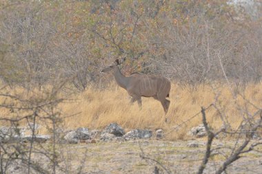 Namibya 'da vahşi bir geyik