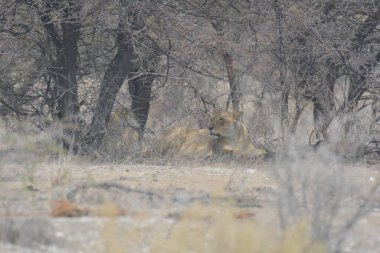 Güney Afrika 'daki Kruger parkında aslan var.