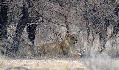 Savanadaki bir grup aslan.