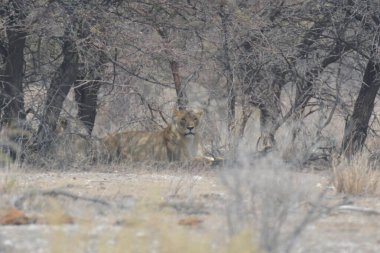 Güney Afrika 'daki Kruger Park' taki aslan. yüksek kaliteli fotoğraf