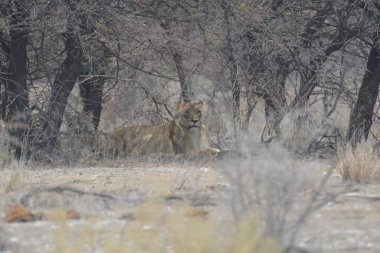 Güney Afrika 'daki Kruger Ulusal Parkı' nda aslan var.