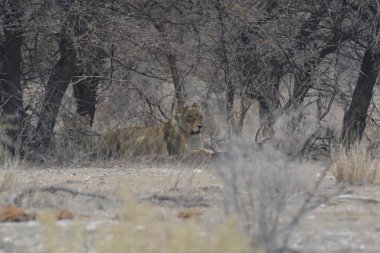 Namibya 'daki Etoşa Milli Parkı' nda aslan var.