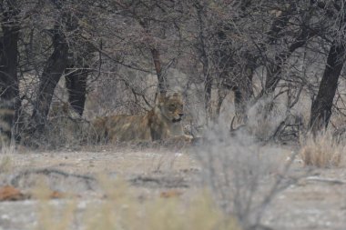 Afrika savanındaki vahşi aslanlar
