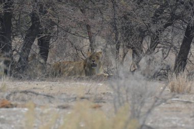 Kenya savanındaki aslan