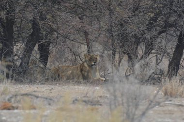 Afrika, Kenya savanındaki aslan.
